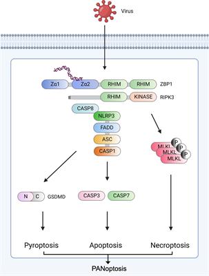 Recent advances in ZBP1-derived PANoptosis against viral infections